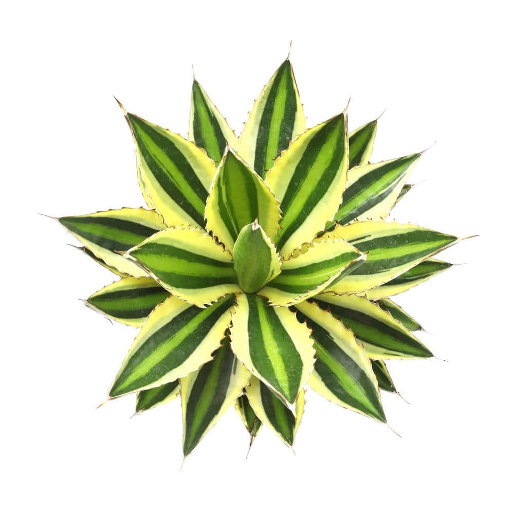Quadricolor Agave Succulent in Beige Concrete Pot