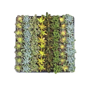 2 in. Mini Succulent Plants Collection (64-Pack)
