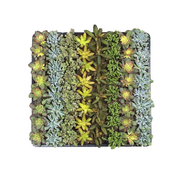 SMART PLANET 2 in. Mini Succulent Plants Collection (64-Pack)