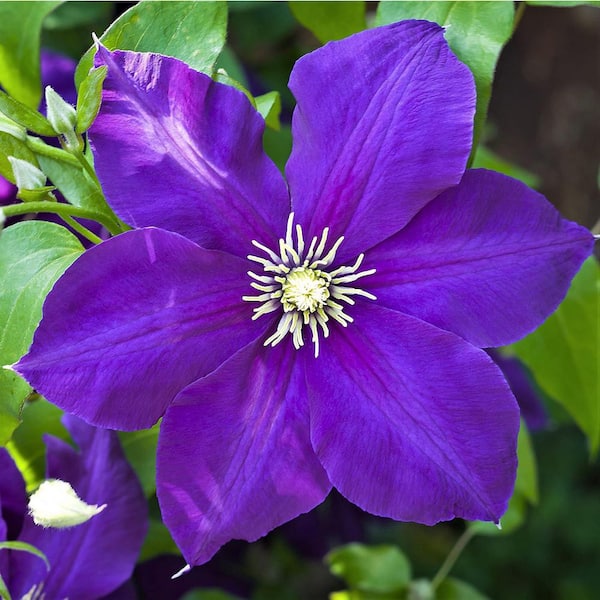 Wekiva Foliage Clematis Jackmanii-3 Live Plants in 4 in. Growers Pots-Clematis 'Jackmanii'-Beautiful Violet Purple Flowering
