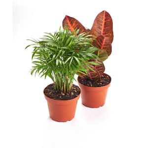 Croton Petra and Parlor Palm, Air Purifying Live Indoor House Plant in 4 in. Grow Pot(Pack of 2)
