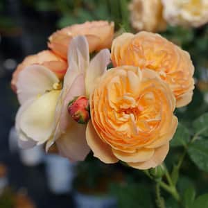 1 Gal. Flavorette Honey-Apricot Rose (Rosa) Flowering Shrub with Orange Flowers