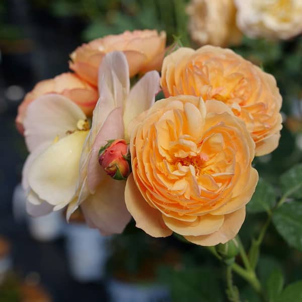 PROVEN WINNERS 1 Gal. Flavorette Honey-Apricot Rose (Rosa) Flowering Shrub with Orange Flowers