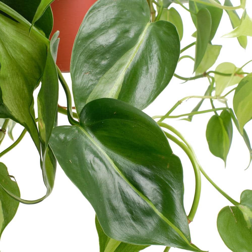 Large Green and Yellow Philodendron Brasil in Brown Grower Pot