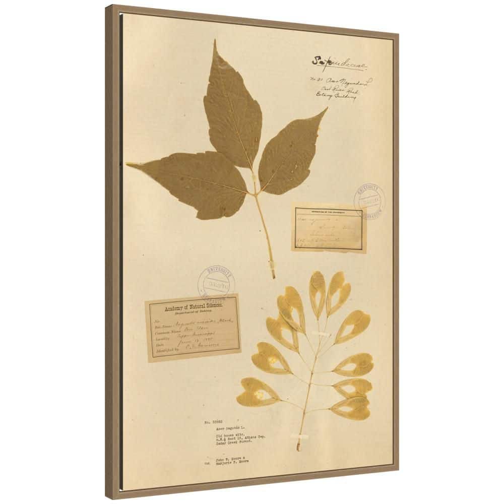 "Sylvie ""Vintage Botanical 4b"" by Corinna Buchholz of Piddix Plants Framed Canvas Art Print 33 in. x 23 in." price history on PriceWatchPro