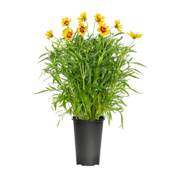 METROLINA GREENHOUSES 2.5 Qt. SunKiss Yellow and Red Tickseed