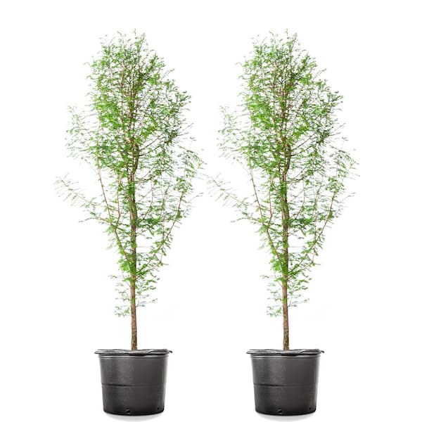 4-5 ft. Bald Cypress Tree - 2 Pack