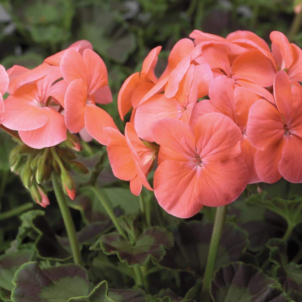 4 In. Salmon Geranium Plant Seed 600020 - The Home Depot