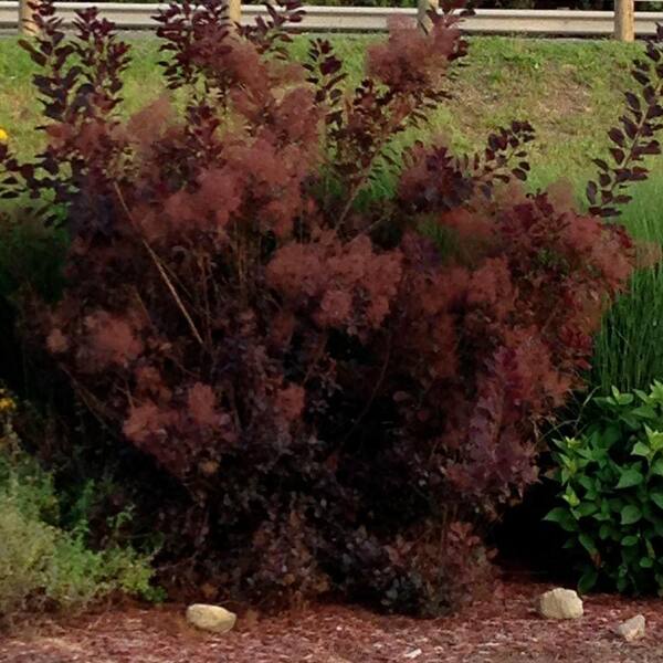 OnlinePlantCenter 3 gal. Royal Purple Smokebush Shrub