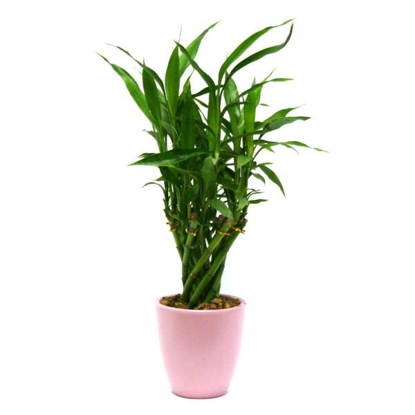 Delray Plants Lucky Bamboo Medium in 4 in. Old Pink Pot