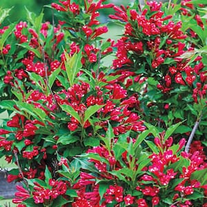 1 Gal. Pot Red Prince Weigela, Live Potted Flowering Shrub (1-Pack)