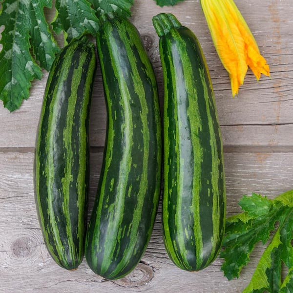 Gurney's Summer Squash Green Tiger Hybrid Vegetable Seeds (25 Seed Packet)