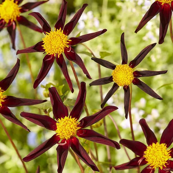 VAN ZYVERDEN Dahlias Verrone's Obsidian (Set of 5 Bulbs)