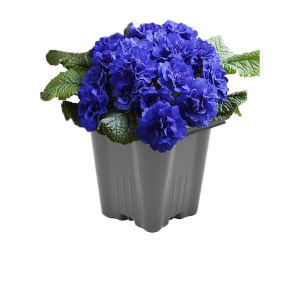 Unbranded Perennial Primrose Belarina Purple 1.0 qt. (1-Pack)
