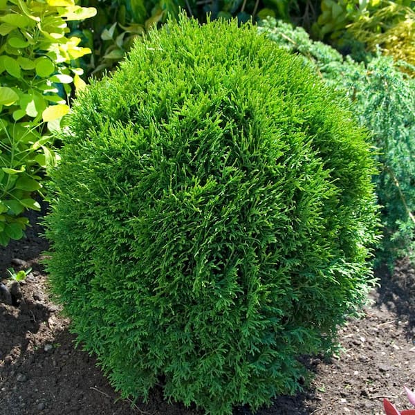 Spring Hill Nurseries 1 Gal. Pot, Little Giant Globe Arborvitae Potted Evergreen Shrub (1-Pack)