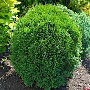 2.50 Qt. Pot, Little Giant Globe Arborvitae (Thuja) Shrub, Potted Evergreen Plant (1-Pack)