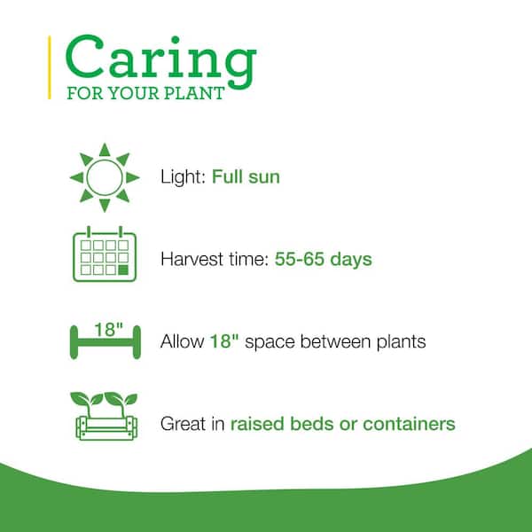 19 oz. Lieutenant Broccoli Plant (2-Pack)