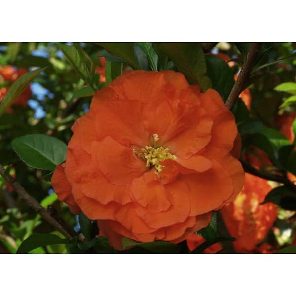 2 gal. Double Take Orange Quince (Chaenomeles Speciosa) Live Flowering Shrub with Large Double Orange Flowers