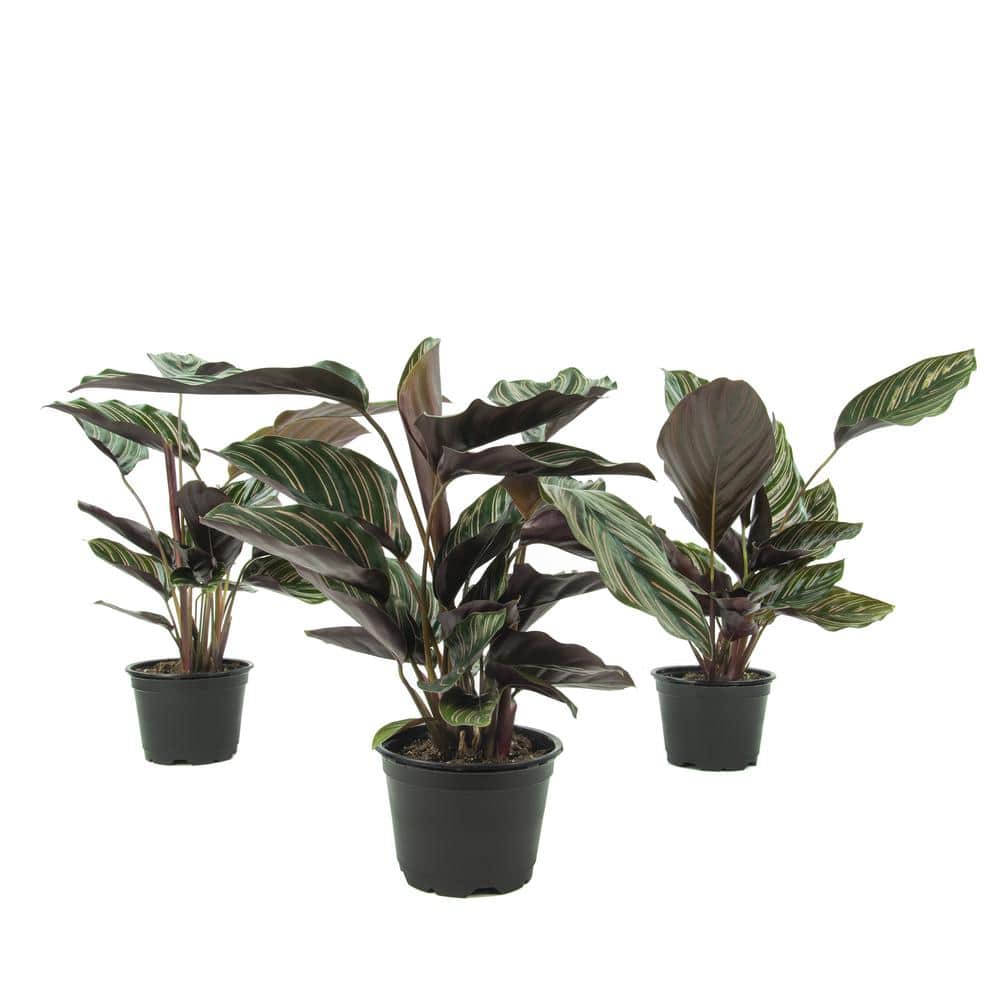 4 in Calathea Ornata Live Houseplant Set with Green Leaves