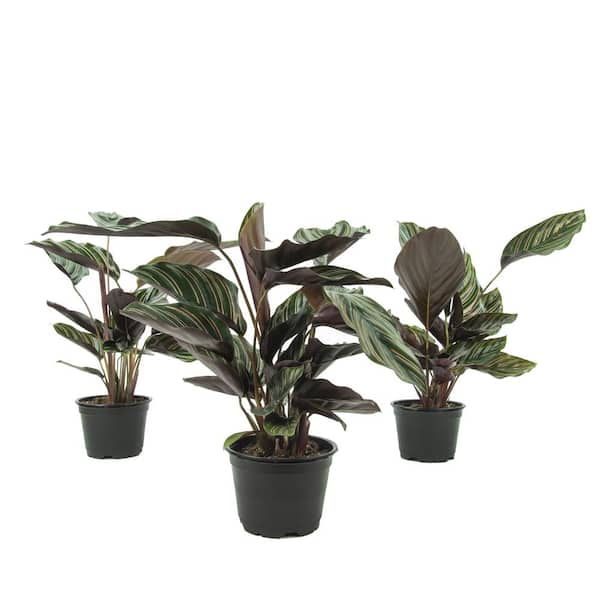 national PLANT NETWORK 4 in. Calathea Beauty Star Plant in Green Grower Pot (3-Pack)