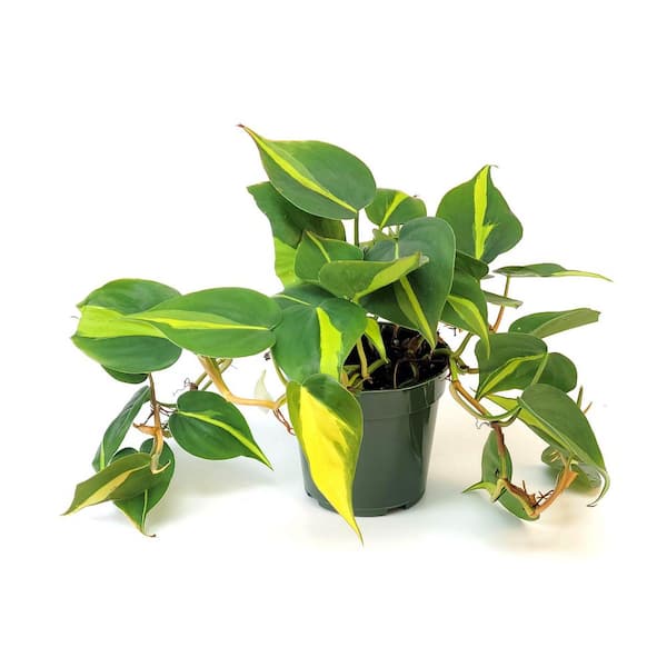 national PLANT NETWORK 4 in. Philodendron Brasil Plant in Grower Container (3-Pack)