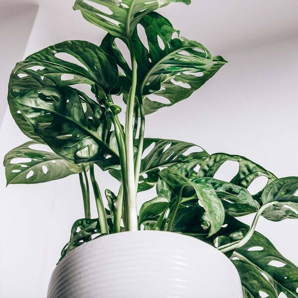 Perfect Plants Swiss Cheese Vine in 6 in. Grower's Pot, Monstera