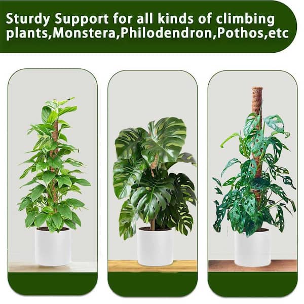 black jaguar snake plant Large Snake Black Coral