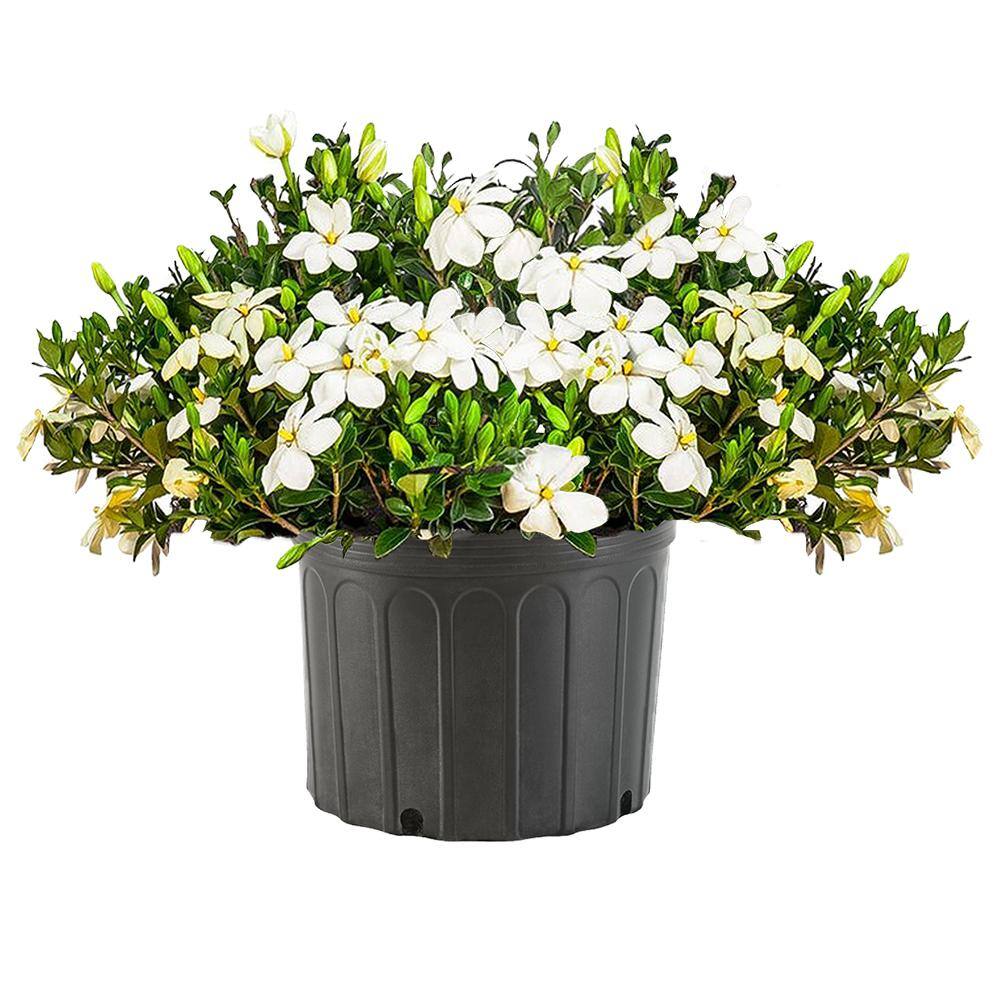 2.25 Gallon Kleim's Hardy Gardenia Shrub