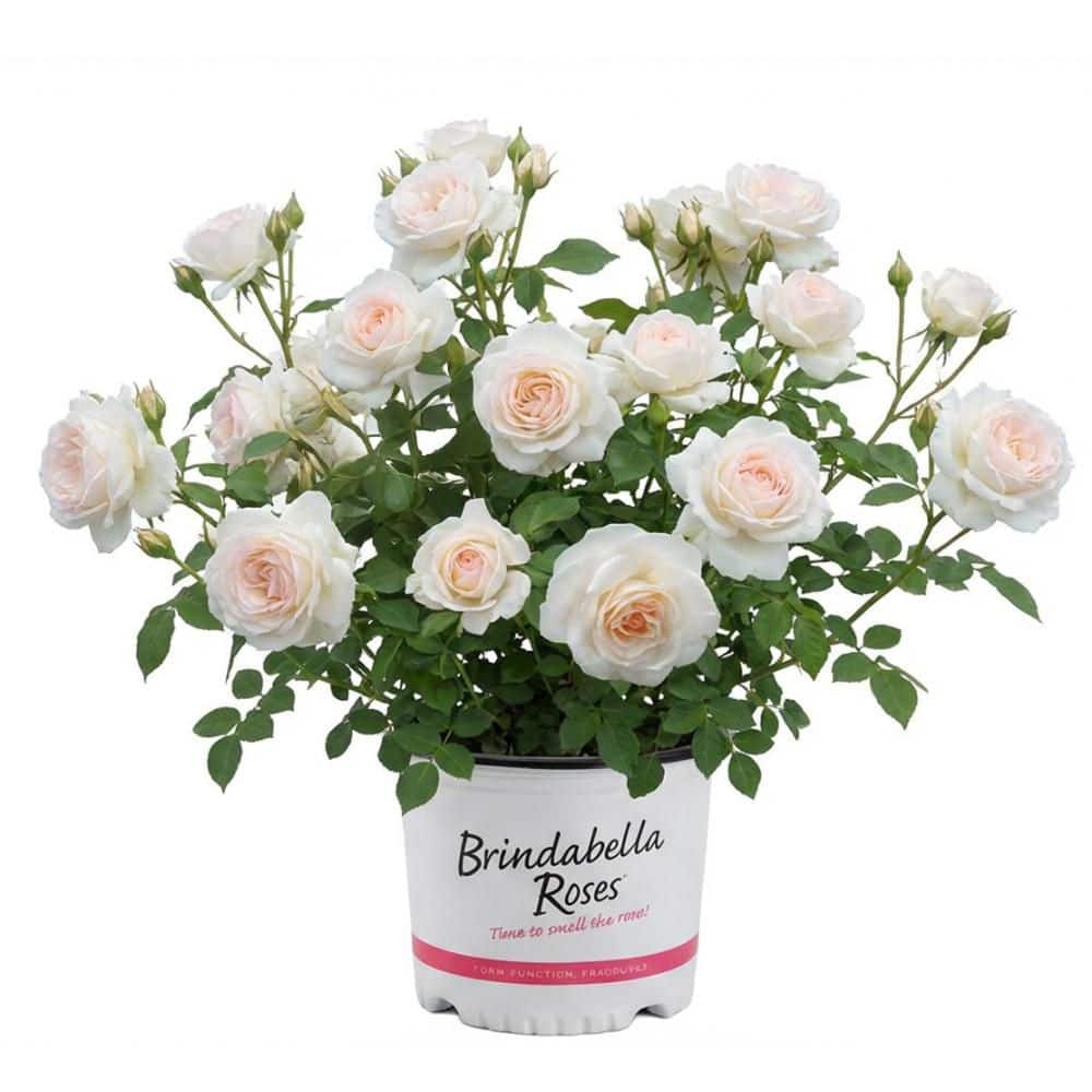 3 Gal. Dawn Brindabella Live Rose with Salmon Flowers (1-Pack