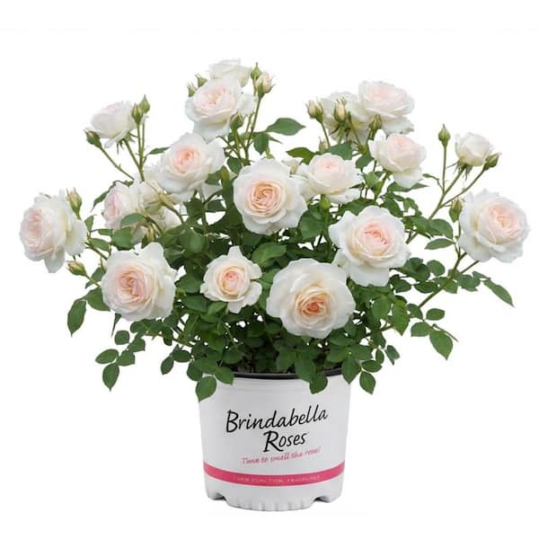 3 Gal. Dawn Brindabella Live Rose with Salmon Flowers (1-Pack)