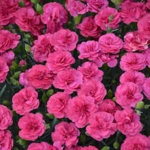 Double Bubble Pink Flowering Dianthus Dormant Bare Root Perennial Starter Plant (1-Pack)