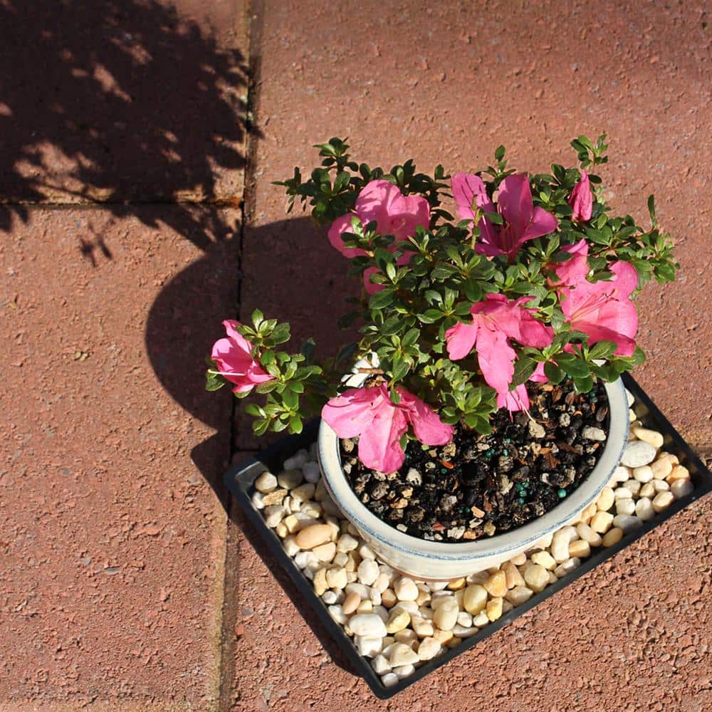 Small Pink Satsuki Azalea Bonsai in Ceramic Planter