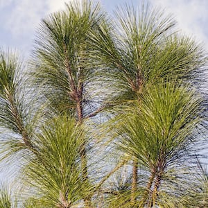 2.25 Gal. Deciduous Longleaf Pine Tree