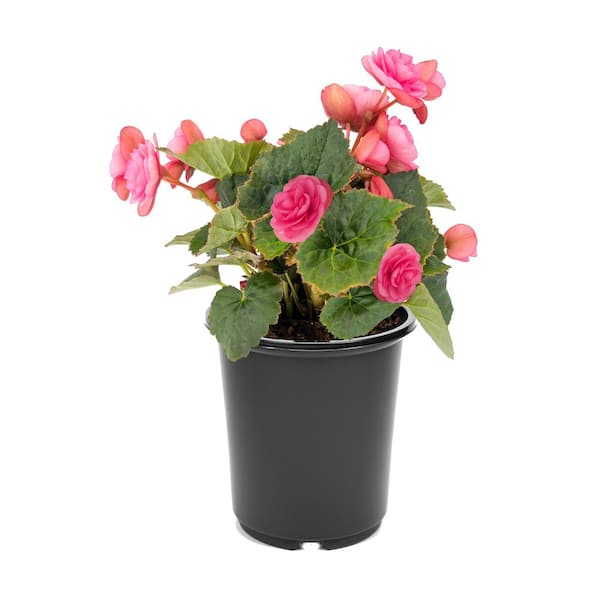 2.5 Qt. Begonia Rhodee Pink Annual Plant with Pink Flowers-4-Pack