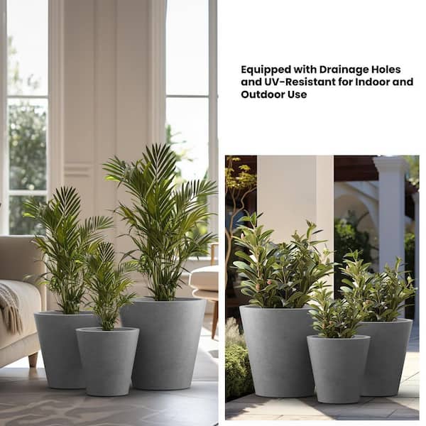 willow bonsai trees Willow Leaf Fig Bonsai for Small Spaces