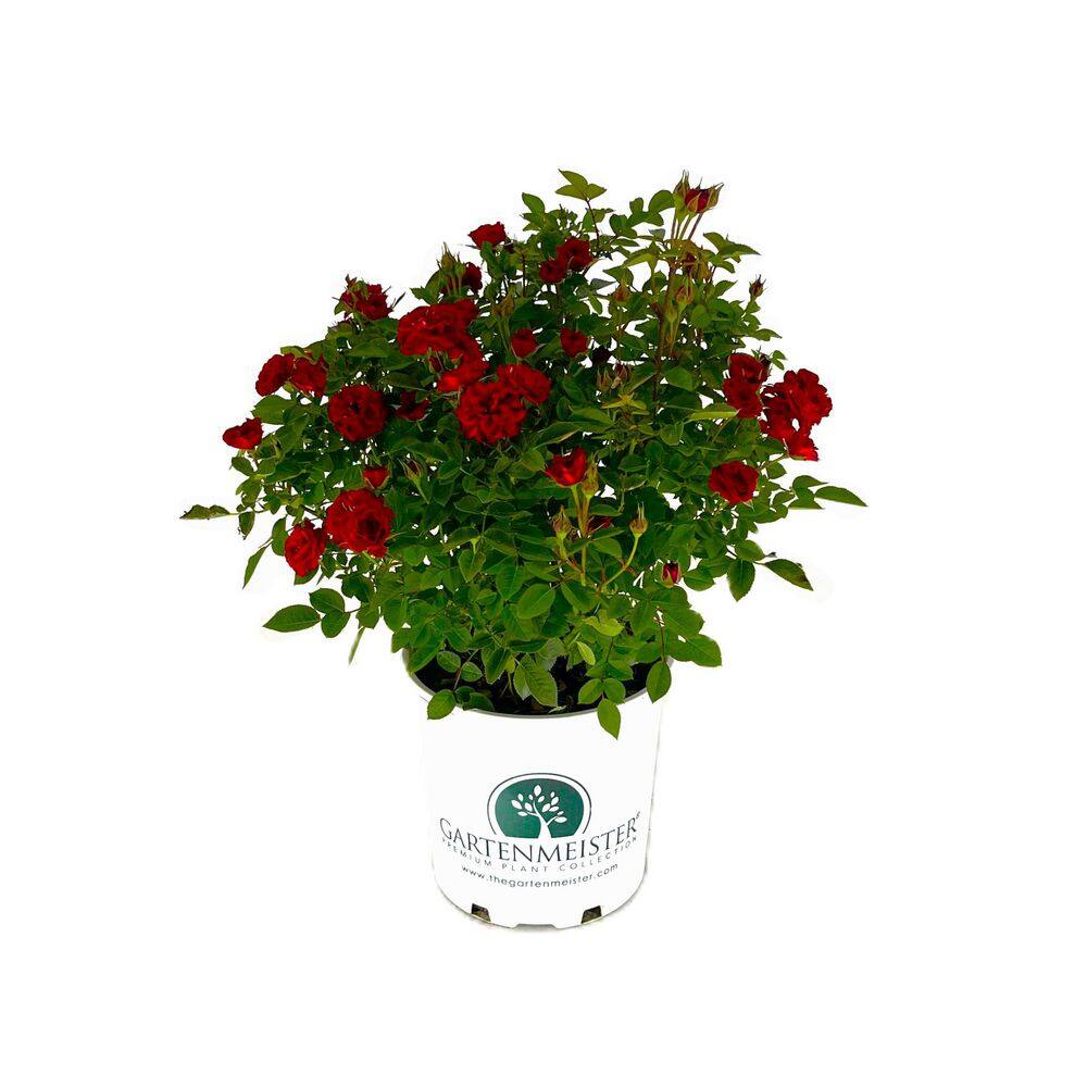 1 Gal. Sunblaze Red Rose Bush with Fragrant Red Flowers 1 Each price history on PriceWatchPro