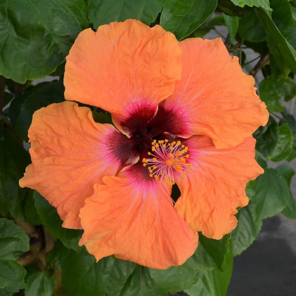 ❤️希少❣️スタディオファイブ 09G♡マジックフラワー♡ブラD70 TU PROVEN WINNERS 2 Gal. Disco Diva Hibiscus Shrub 18354 - The Home Depot