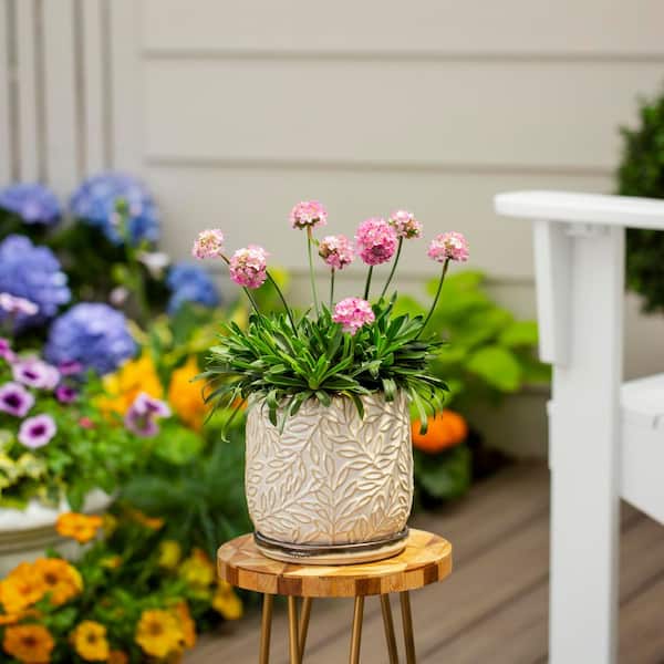 Vigoro 1.5 pt. Purple Armeria Sea Thrift Dreameria Daydream