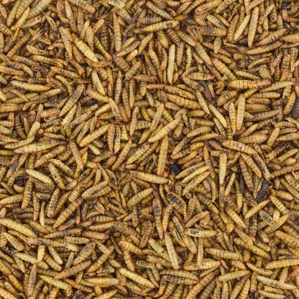 Arcadia Garden Products Worm Nerd Dried Black Soldier Fly Larvae