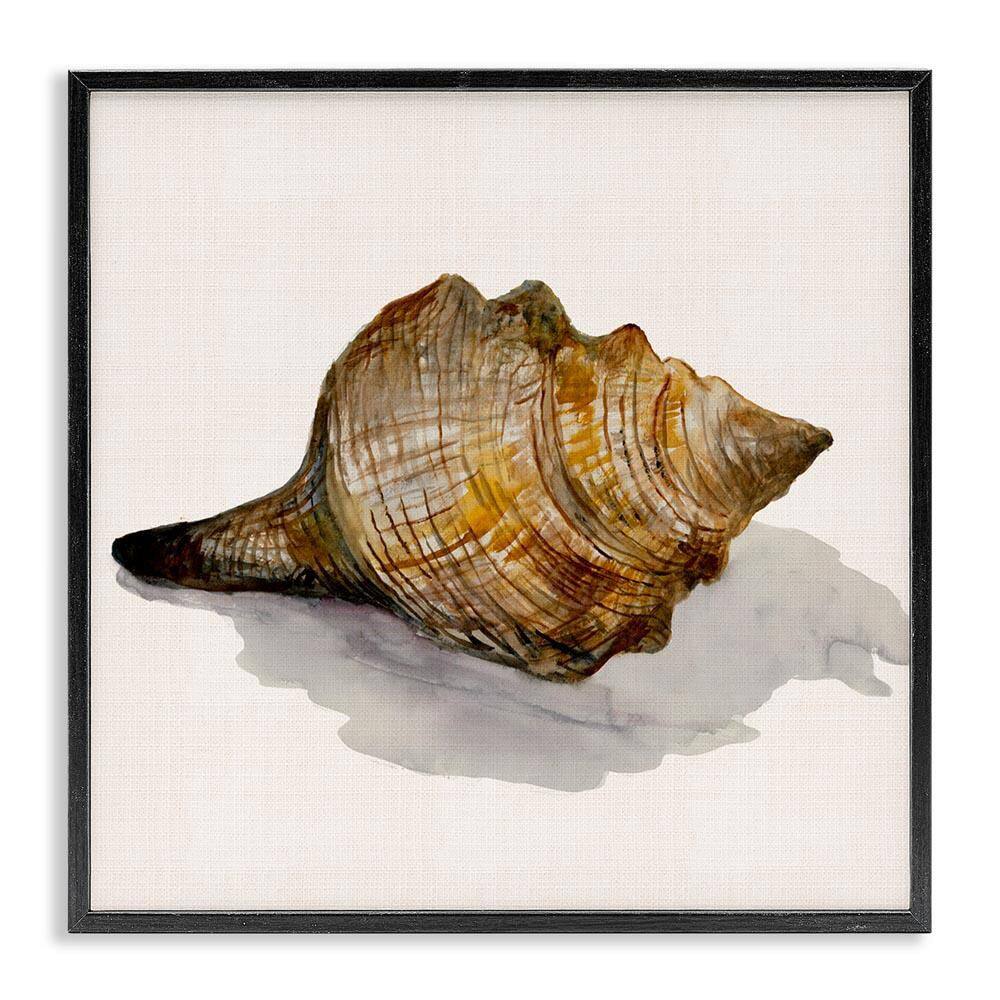Conch Shell on Beige by Jacob Q Black Framed Coastal Giclee Art Print 12 in. x 12 in. price history on PriceWatchPro