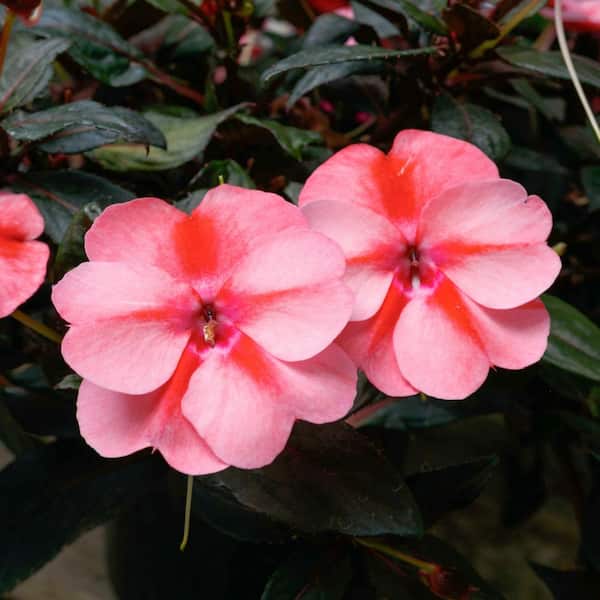 2.5 In. Vigorous Peach Candy SunPatiens Impatiens Outdoor Annual Plant with Peach-Pink Flowers in Grower's Pot (3-Pack)