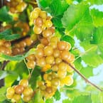 Oh My Muscadine Grape Dormant Bare Root Fruiting Starter Vine (1-Pack)