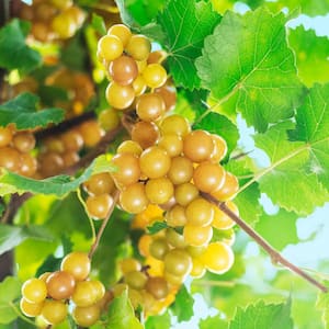 2.50 Qt. Pot, Oh My! Muscadine Grape Vine, Potted Fruit Bearing Plant (1-Pack)
