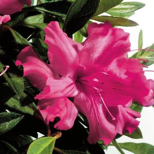 ENCORE AZALEA - Bushes - Outdoor Plants - The Home Depot