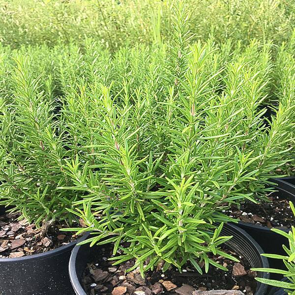 OnlinePlantCenter 1 Gal. Barbeque Rosemary Potted Fresh Herb Plant