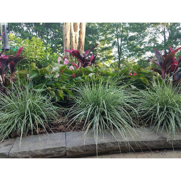 SOUTHERN LIVING 2.5 Qt. Evercolor Everest Carex (Sedge Grass) Live
