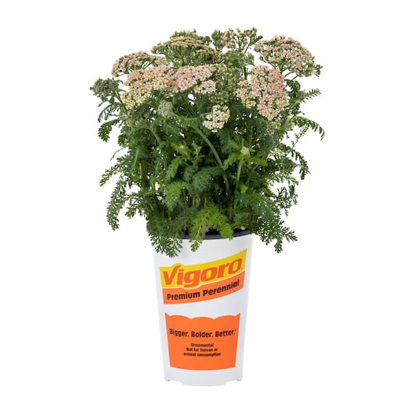2 QT Achillea Yarrow 'Milly Rock Rose' Pink Perennial Plant
