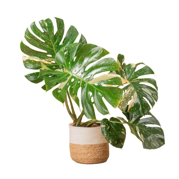 Trending Tropical Thai Constellation Indoor Plant in 10 in. Weave Decor Planter, Average Shipping Height 3 ft. Tall