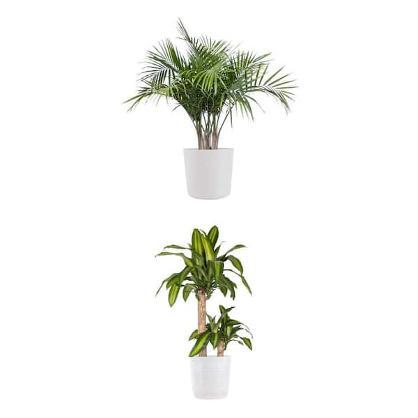 Majesty Palm in 10 inch White Ecopots and Mass Cane 2-Stem Plant in 10 inch White Pot Combo