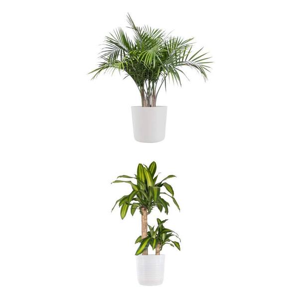 Majesty Palm in 10 inch White Ecopots and Mass Cane 2-Stem Plant in 10 inch White Pot Combo